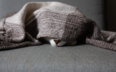 Fototapeta na wymiar Cat - Cute little kitten is sleeping in soft blanket