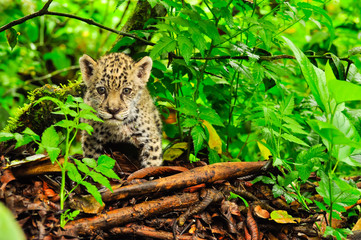Fototapeta na wymiar A young jaguar in the grass