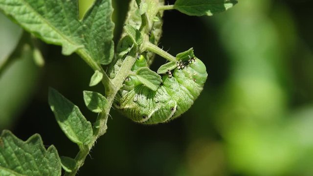 Tobacco hornworm (Manduca sexta)  feeding.