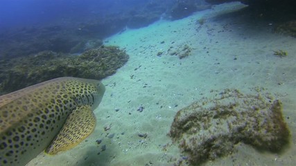 Zebra Shark Or Leopard Shark Close Up. Pelagic Carpet Shark Swimming Underwater. Calm Graceful Bottom Dwelling Shark On Coral Reef in Blue Sea Water. Beautiful Colourful Marine Life POV Shot