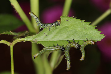 Caterpillars feeding on a rose leaf in closeup. Infestation.