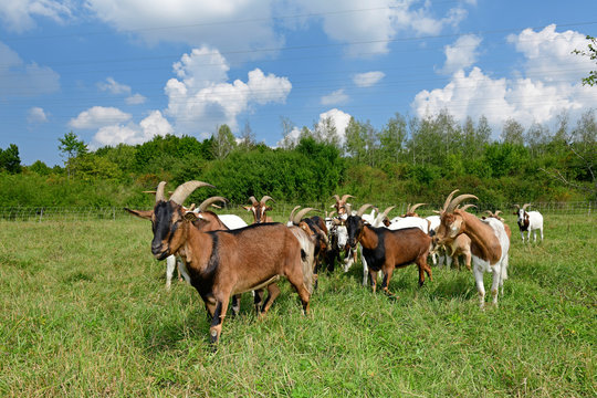 Ziegenherde (Bunte Deutsche Edelziege) - goats