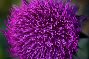 Vibrant Purple Flower