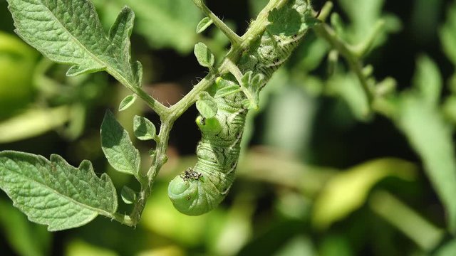 Close up of tobacco hornworm resting