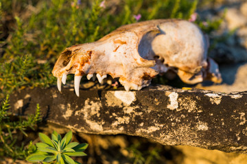 Skull of a dead fox at dawn in a meadow.	