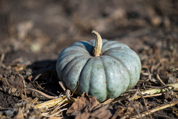 blue green jarrahdale pumpkin, blue pumpkin at pumpkin patch, october, late summer crop, autumn, seasonal decor, halloween