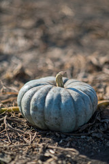 blue green jarrahdale pumpkin, blue pumpkin at pumpkin patch, october, late summer crop, autumn, seasonal decor, halloween