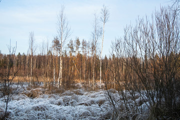 Natural background of the natural environment. Vegetation taken during the day. A simple collection of plants in the frame.
