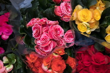the colorful begonia bouquets for sale at the door of a flower shop