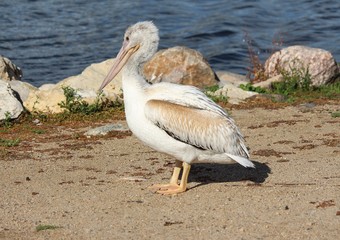 Immature white pelican