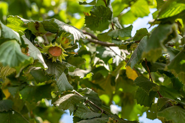 hazelnut tree with fruits in August in the Italian Lazio region