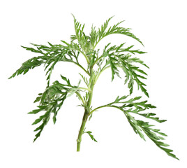 Branch of ragweed plant (Ambrosia genus) on white background. Seasonal allergy
