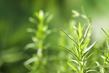 Twig of fresh rosemary on blurred background, closeup. Space for text