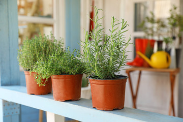 Fresh potted home plants on light blue wooden veranda railing outdoors, space for text - obrazy, fototapety, plakaty