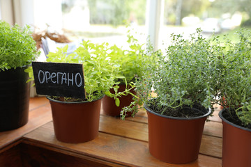 Fresh potted home plants on wooden window sill