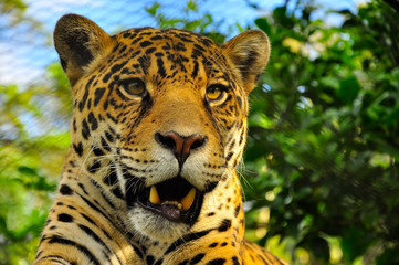 Adult jaguar
