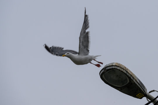 Seagull flying off from a street light covered in bird poop