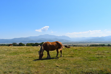 Fototapeta na wymiar Beautiful brown horse on its own in the Tampa mountain in Romania on a hot summer day by the local bear sanctuary. Brasov, Romania, Eastern Europe 