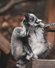Curious Ring-Tailed Lemur