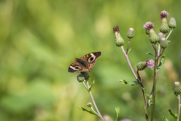 Common Buckeye butterfly, Junonia coenia, feeds on a field filled with Spotted Knapweed on a summer morning
