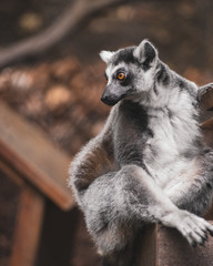 Curious Ring-Tailed Lemur