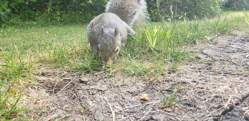 squirrel in Nature