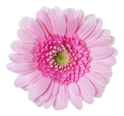   pink gerbera flower head isolated on white background closeup. Gerbera in air, without shadow. Top view, flat lay.