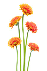 Vertical orange gerbera flowers with long stem isolated on white background. Spring bouquet.