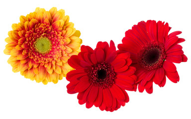 Three   orange and red gerbera flower heads isolated on white background closeup. Gerbera in air, without shadow. Top view, flat lay.