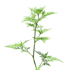 Blooming ragweed plant (Ambrosia genus) on white background. Seasonal allergy