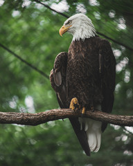 American Bald Eagle on Branch