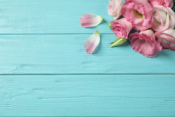 Flat lay composition with beautiful Eustoma flowers on light blue wooden table, space for text