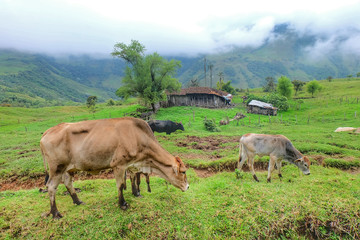 Fototapeta na wymiar Vacas lecheras en el campo