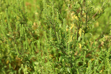 Blooming ragweed plant (Ambrosia genus) outdoors on sunny day. Seasonal allergy