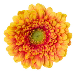   orange gerbera flower head isolated on white background closeup. Gerbera in air, without shadow. Top view, flat lay.