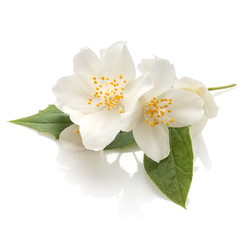 Jasmine flowers isolated on white background cutout