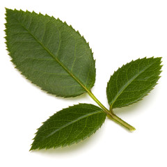Green rose leaf isolated on white background cutout
