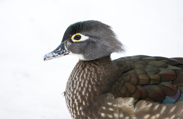 Wood Duck