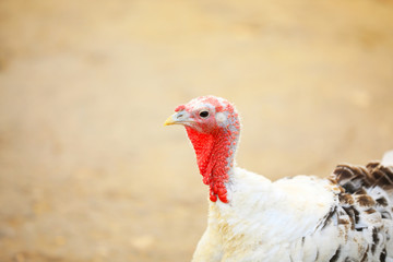 Domestic turkey with white feathers outdoors, closeup. Poultry farming