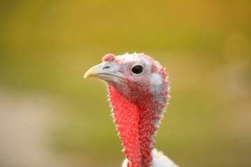 Domestic turkey with white feathers outdoors, closeup. Poultry farming