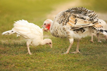 Domestic turkeys on green grass. Poultry farming