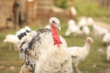 Domestic turkey with white feather outdoors. Poultry farming
