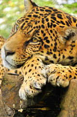 Fototapeta na wymiar Adult jaguar