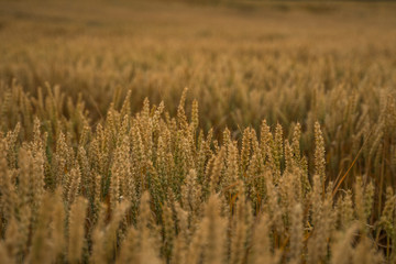 Wheat field. Golden ears of wheat on the field. Background of ripening ears of meadow wheat field. Rich harvest. Agriculture of natural product.