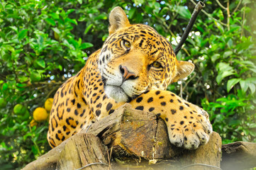 Adult jaguar - obrazy, fototapety, plakaty