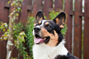 Dog breed Welsh Corgi Cardigan portrait in the yard against the background of a wooden fence