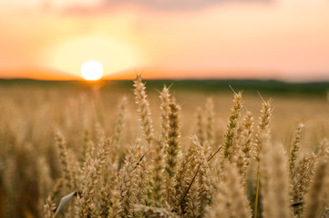 Fototapeta premium Wheat field. Golden ears of wheat on the field. Background of ripening ears of meadow wheat field. Rich harvest. Agriculture of natural product.