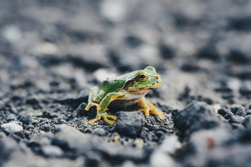 Close-up of a Japanese frog named amagael