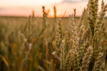 Fototapeta premium Wheat field. Golden ears of wheat on the field. Background of ripening ears of meadow wheat field. Rich harvest. Agriculture of natural product.