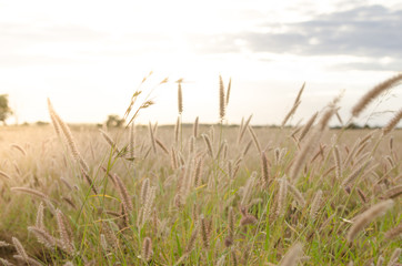 Wide Open field grass and sunset